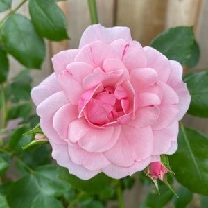 Meet your Posher, Tracey